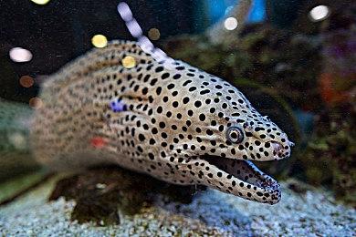 解谜RPG《地牢公主》登陆steam 拯救被捆绑小姐姐